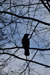 A crow is sitting on a leafless branch in nature in winter day. 