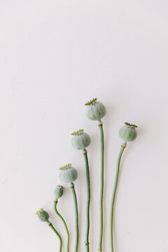 Green faded poppies lying on a white table top.