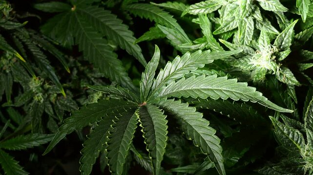 marijuana plant bud video medical cannabis farm close up