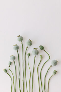 Green faded poppies lying on a white table top.