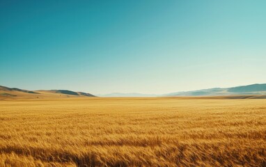 Obraz premium Golden wheat field swaying in the breeze under a clear blue sky, warm and rich cinematic grading