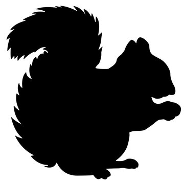 Squirrel Silhouette