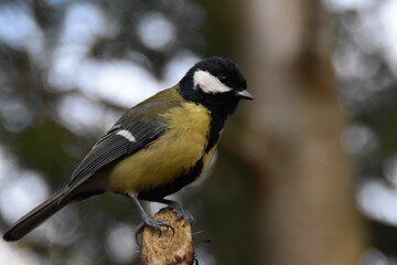 This is a great tit outdoors in sunny day.