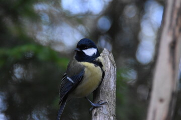 This is a great tit outdoors in sunny day.