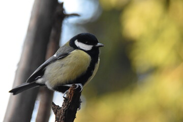 This is a great tit outdoors in sunny day.