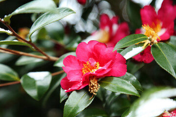 Camellia flowers blooming in the winter when white snow falls