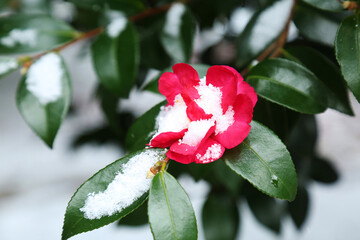 Camellia flowers blooming in the winter when white snow falls