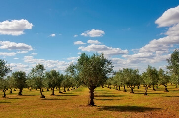 An olive grove of trees in an orchard in Portugal. 