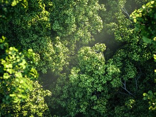 Fototapeta premium Sunlight filters through lush green canopy of trees in aerial view