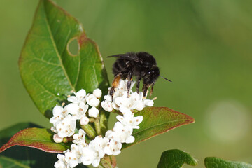 Close up female black hairy-footed flower bee (Anthophora plumipes) on white flowers of Laurustinus or laurustine (Viburnum tinus). Dutch garden. Spring, April, Netherlands