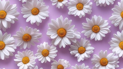 Fototapeta premium Many lovely white daisy flowers laid on a pastel surface