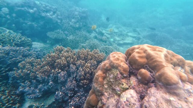 Snorkelling Sunken Cemetery Camiguin Philippines Asia Tropical waters and marine life fish coral lush forested coastline 