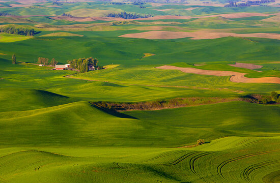 Steptoe Butte Island standing tall above the Palouse in Washington State.