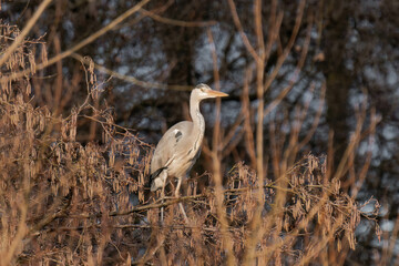 Grey heron (Ardea cinerea) standing on a tree branch.