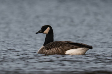 Canada goose (Branta canadensis) swimming in a lake.