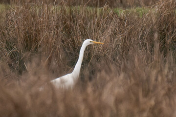 Great egret (Ardea alba) standing in a field.