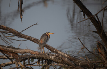 the beautiful Purple heron stands gracefully on a weathered branch with water in the background.