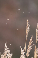 Flies/mosquitoes flying next to some reed grass