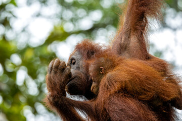 Bornean orangutan with young © Fabian