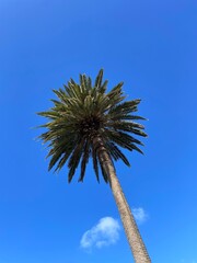 Obraz premium Palme vor blauem Himmel
