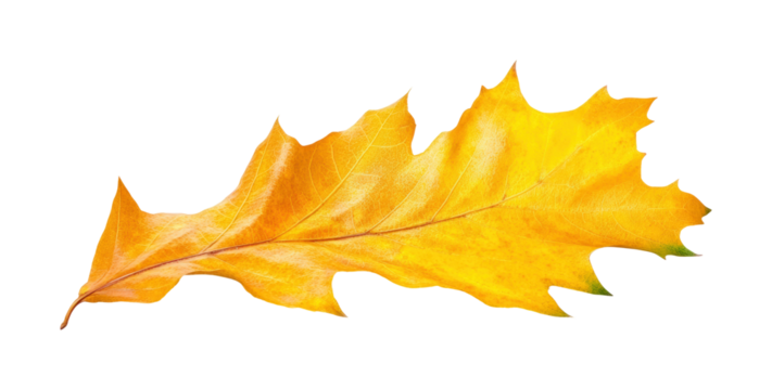 Autumn leaf falling in nature yellow leaf isolated on transparent background