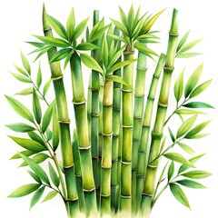 Obraz premium bamboo isolated on white background