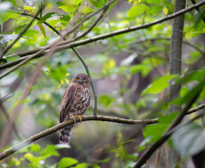 the portrait of brown boobook also known as chocolate boobook perched on a horizontal branch. Green leaves provide a soft background, highlighting the birds natural camouflage.