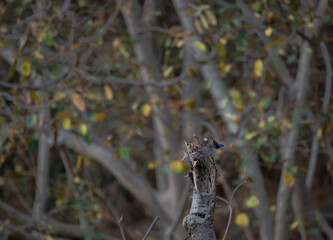 The small vibrant velvet fronted nuthatch bright blue with a vibrant distinctive marking and prominent orange  red beak, standing on a decaying tree trunk with a blurred background.