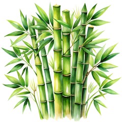 Obraz premium bamboo forest background