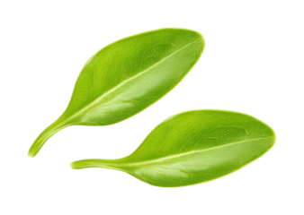 Green leaves arrangement nature studio isolated on transparent background