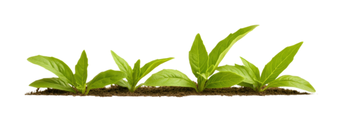 Growing fresh green plants in healthy soil environment isolated on transparent background
