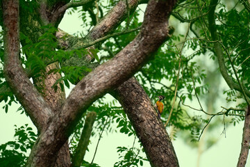 A vibrant greater flameback woodpecker clings to a tree trunk, searching for insects in the bark. Striking red plumage contrasts with black and white marking. The background is blur green plumage.