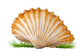 Collecting seashells on the beach nature isolated on transparent background