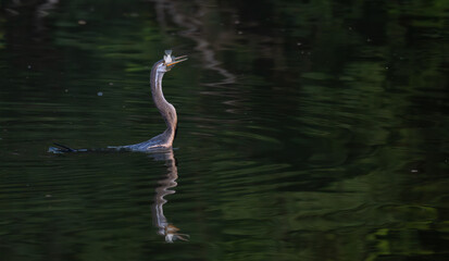 The beautiful Darter with a small fish impaled on its beak, preparing to swallow. The background is...