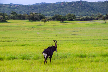 African landscape with a lone sable antelope