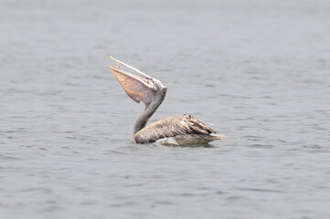 The beautiful Spot billed pelican gliding across the water surface. The distinguished by its pinkish bill with unique dark spots, swimming in clear water
