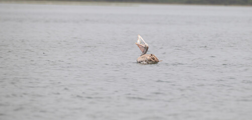 The beautiful Spot billed pelican gliding across the water surface. The distinguished by its pinkish bill with unique dark spots, swimming in clear water and catching fish