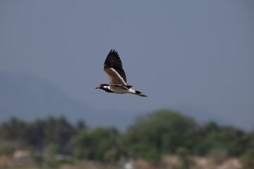 The beautiful red wattled lapwing in flight, wings spread wide, against a natural blurred background.