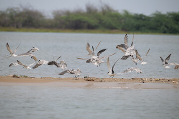 The elegant Greater crested tern and other tern species resting on a sandbar at low tide, with lot taking flight. The background is soft, muted with blue water.