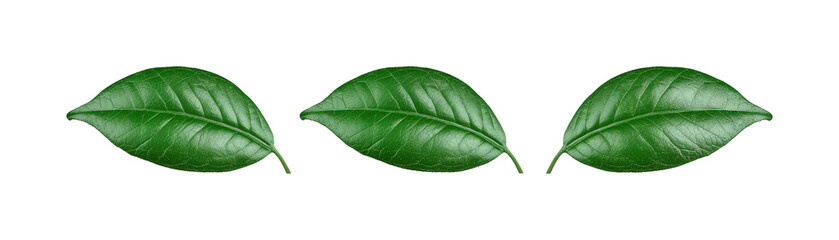 Green leaves nature botanical studio detail isolated on transparent background