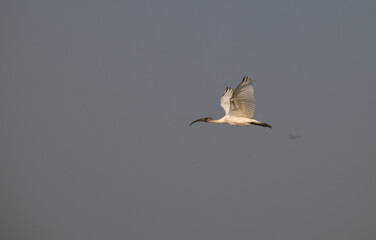 A majestic Ibis with outstretched wings , captured in mid flight against soft grey sky. Its white plumage contrasts beautifully against the muted background.