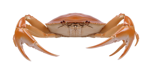 Crab catching event ocean shore wildlife isolated on transparent background