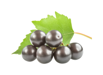 Organic farming fresh black currants harvesting isolated on transparent background