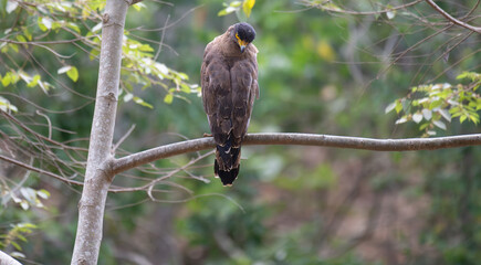 A majestic crested serpent eagle with its distinctive crest and piercing gaze, perched on a branch in its natural habitat. The background is blurred with greenish foliage.