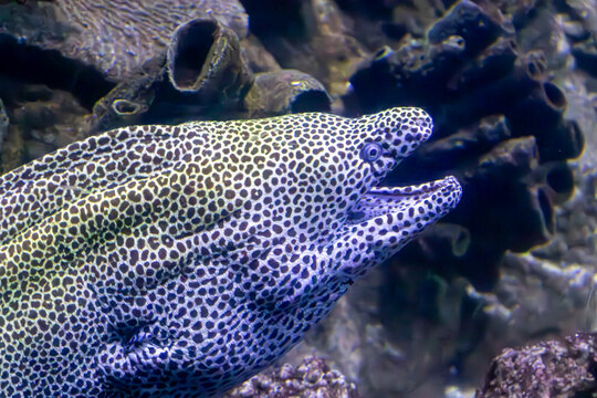 black spotted moray eel in the zoo