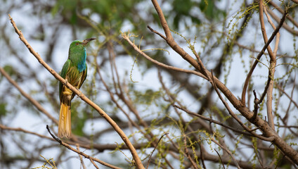 The beautiful Blue bearded bee eater with striking emerald green and blue plumage, perched on a thin branch against a blurred background.