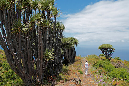 auf der Kanaren-insel La Palma findet man noch einige der exotischen Drachenb&auml;ume