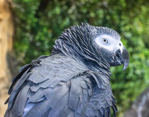 grey and white parrot
