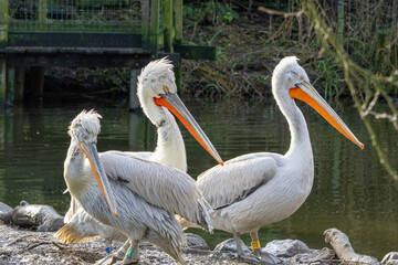 pelicans in the zoo