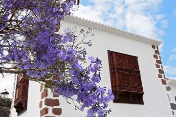 der blau blühenden Jacaranda-Baum vor einem typischen Haus der Canarischen Inseln
